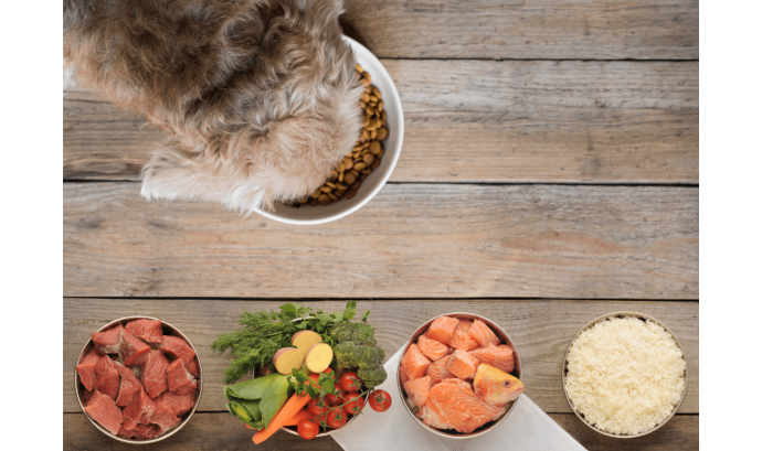 Tips para la alimentación de nuestro perro